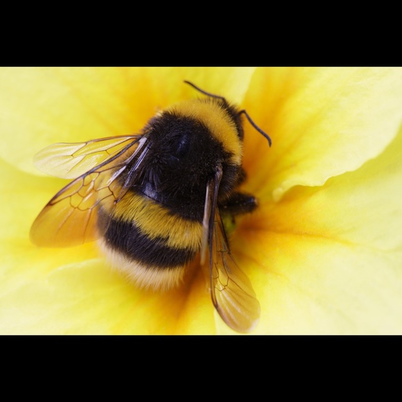 thebumblingbee